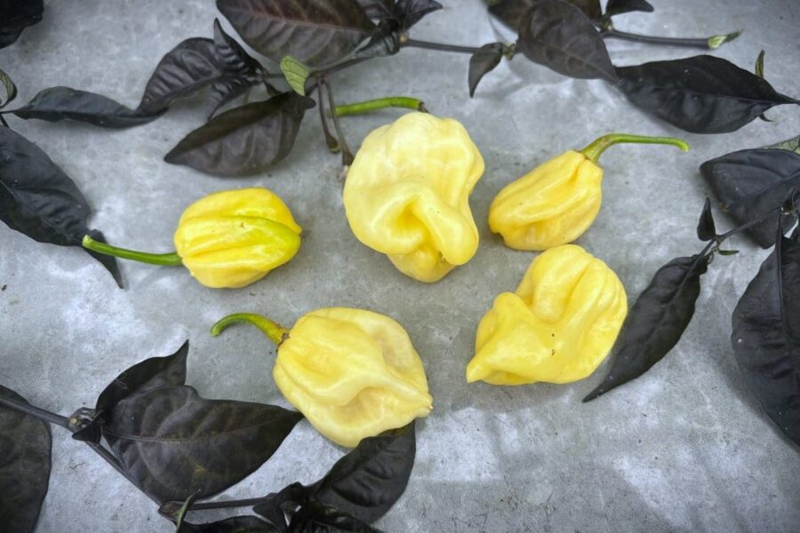 Vita 7 Pot White-chilifrukter med skrynklig textur