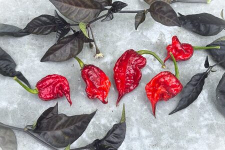 Purple Reaper