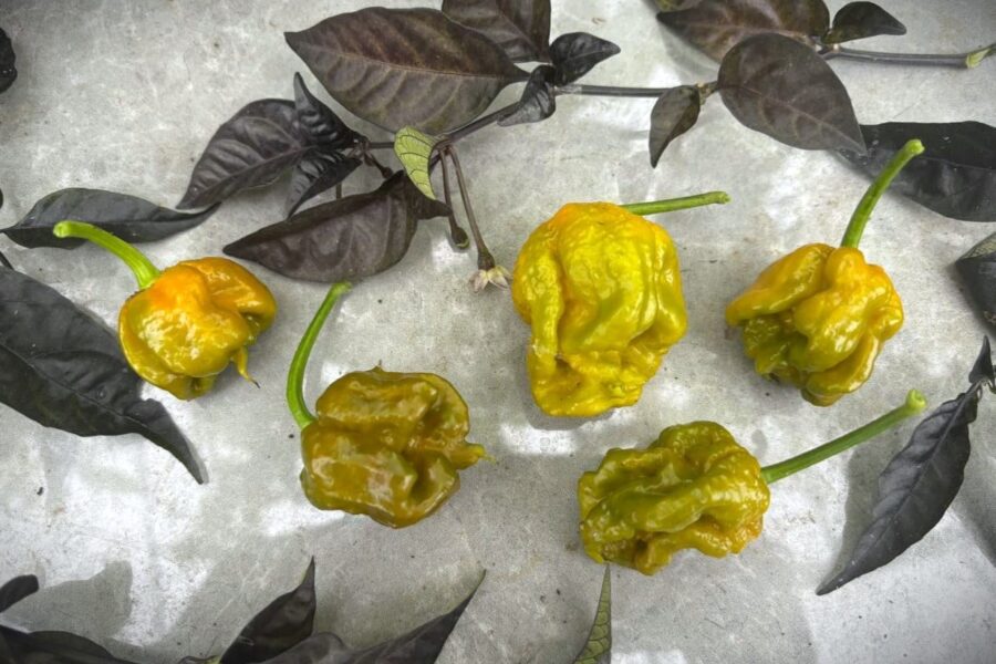 Senapsfärgade 7 Pot Primo Mustard-frukter med lång spets