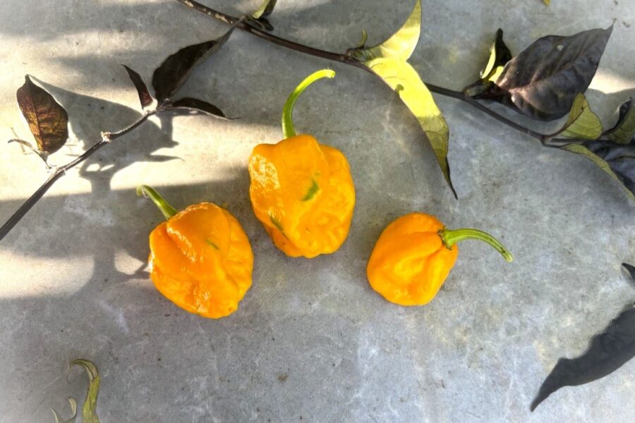 Gula Trinidad Scorpion Moruga-chilifrukter med skorpionsvans