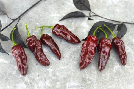 Habanero Brown Long
