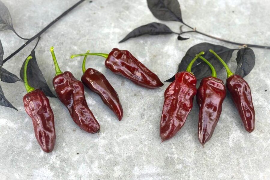 Avlånga brunfärgade Habanero Brown Long-frukter