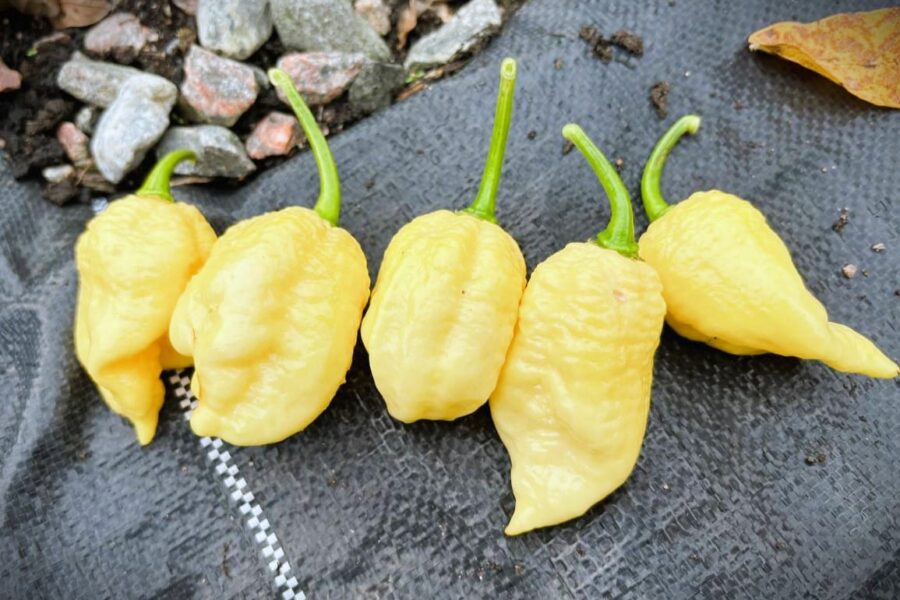 Vitgula White Moruga Scorpion-frukter med karakteristisk gaddudd