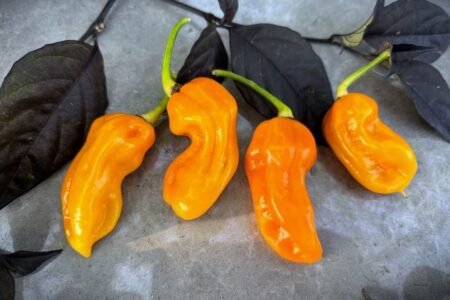 7 Pot Chaguanas Yellow