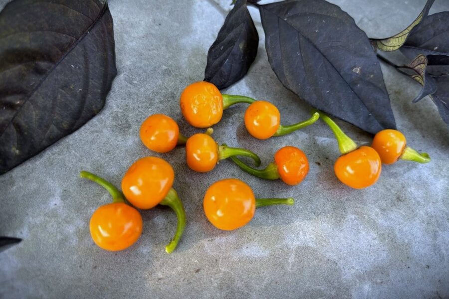 Gula Bode Amarela-chilifrukter i kluster på plantan