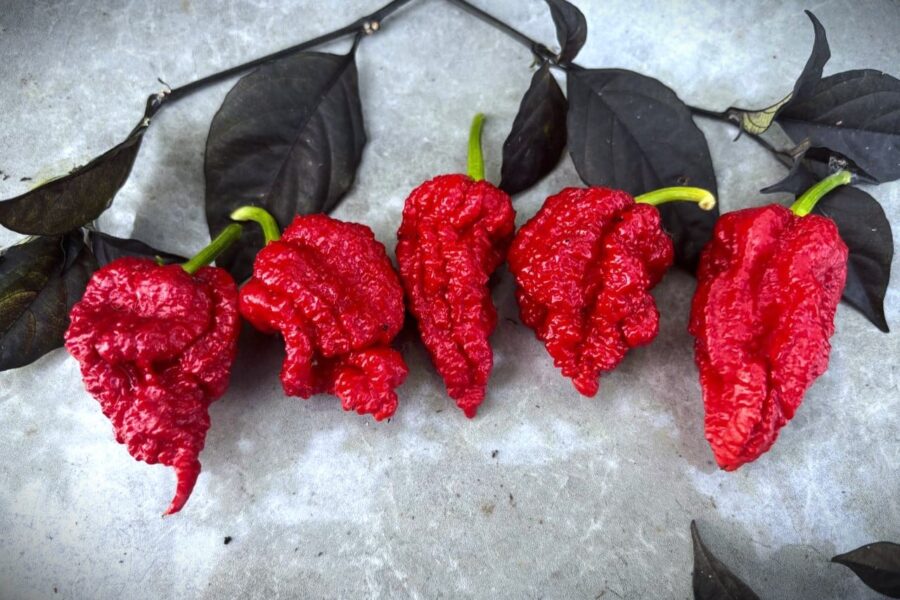 Stora knöliga The Beast Red-chilifrukter med intensiv röd färg