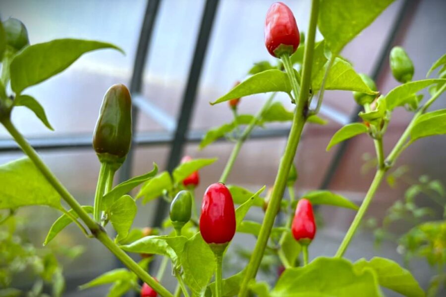 Tårformade röda Cobanero Teardrop-chilis från Guatemala