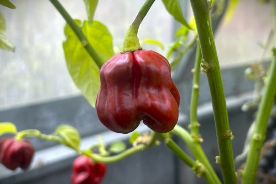 Brunfärgade Habanero Cappuccino-frukter med glansig yta