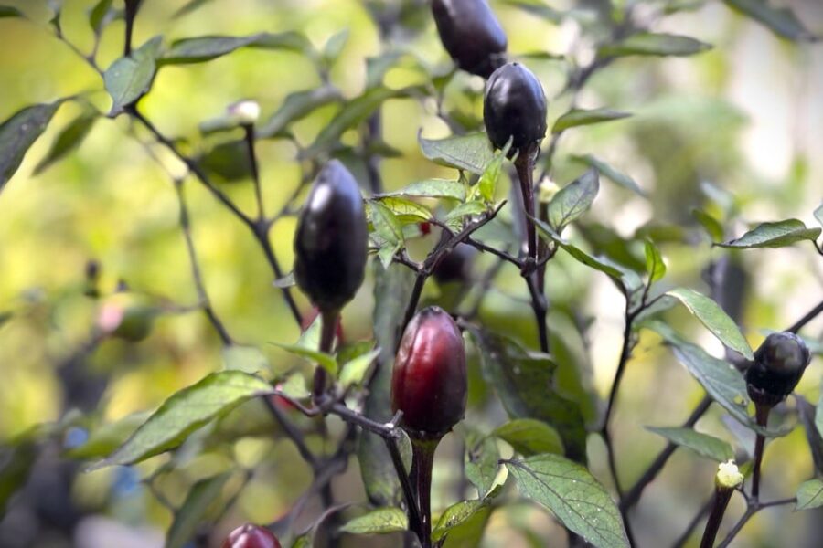 Mörka purpurfärgade Peruvian Purple-chilifrukter