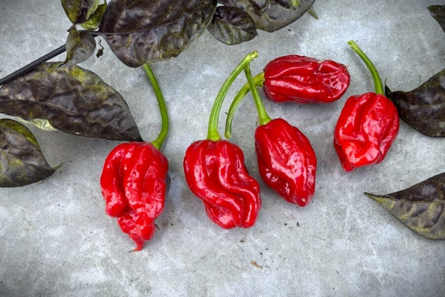 Röda Naga Viper-chilifrukter med skrynklig yta