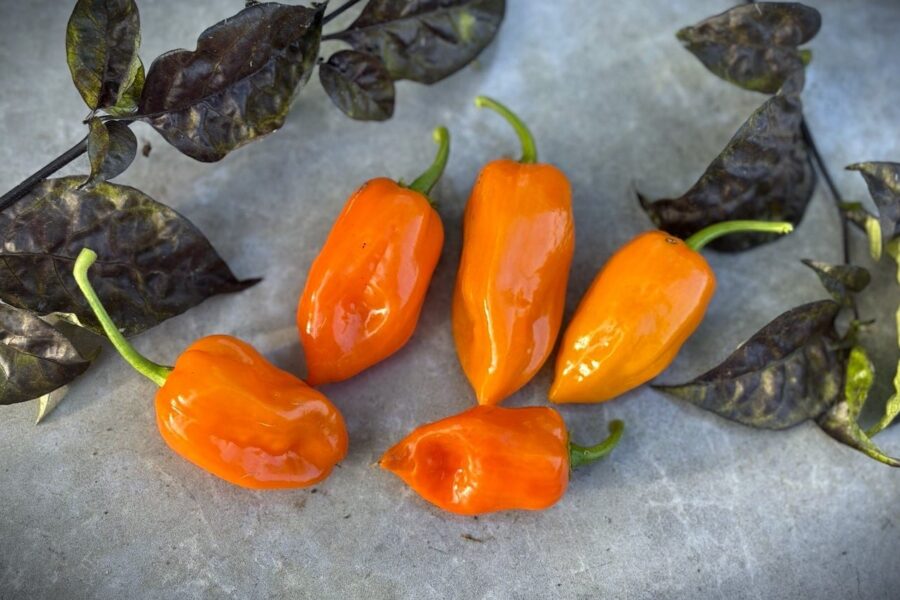 Klassiska orange Habanero Orange-frukter med lanternform