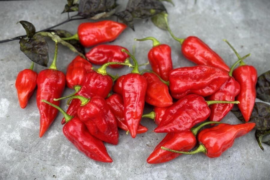 Röda Fatalii Red-chilifrukter med konisk form