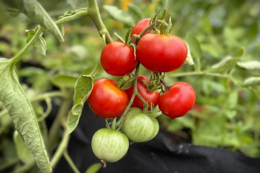 Mogna röda Stupice-tomater från tjeckisk heirloom-sort
