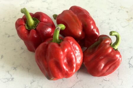 Quadrato d'Asti Rosso