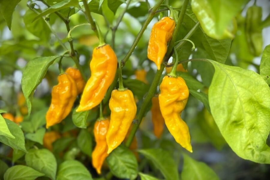 Mogna orangefärgade Dorset Naga Orange-chilifrukter