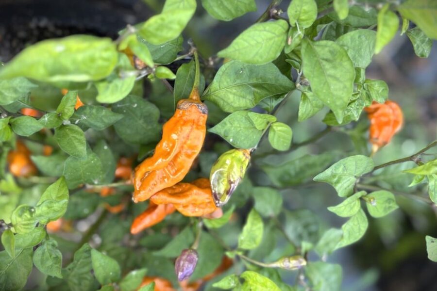 Mörkbruna Mustard Tiger-chilifrukter med unik färg
