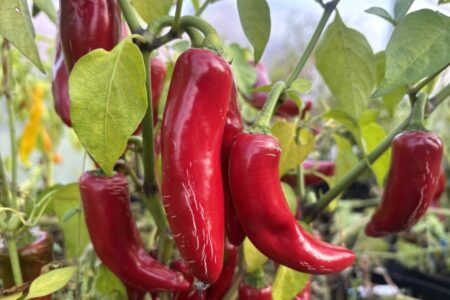 Jalapeno Big Pit