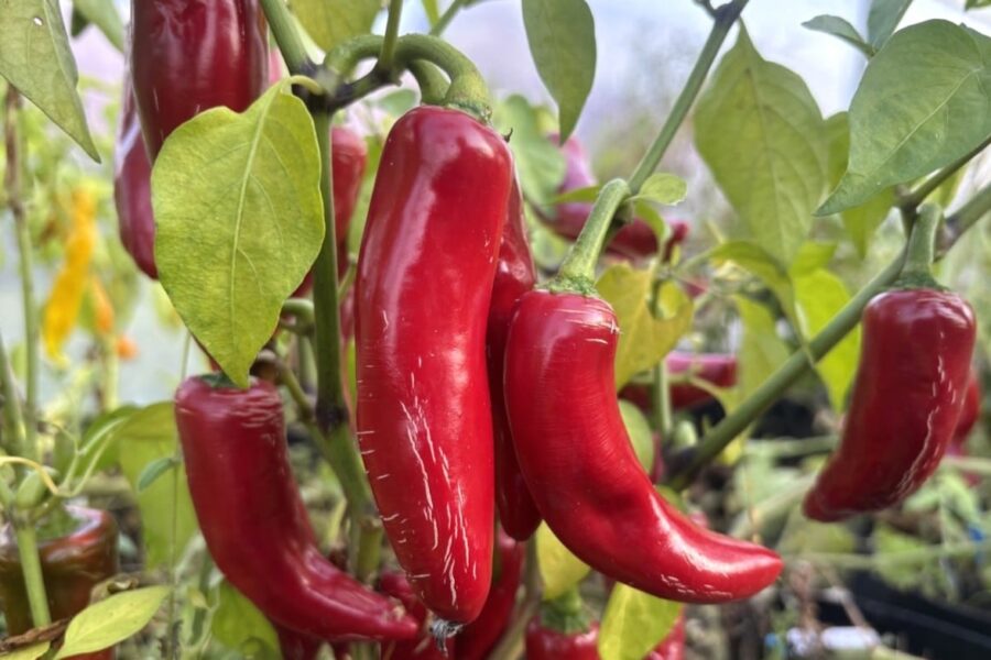 Gröna och röda Jalapeno Big Pit-frukter