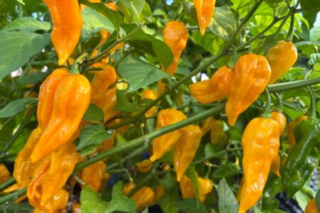 Fatalii