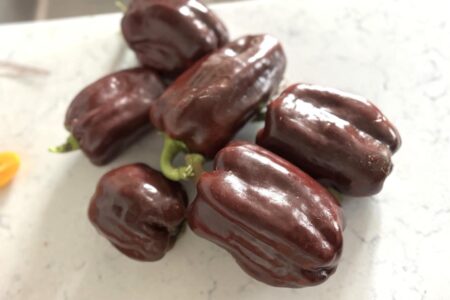 Chocolate Bell
