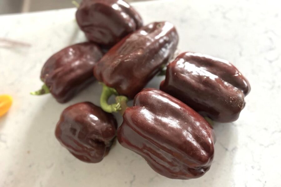 Chokladbruna Chocolate Bell-paprikor