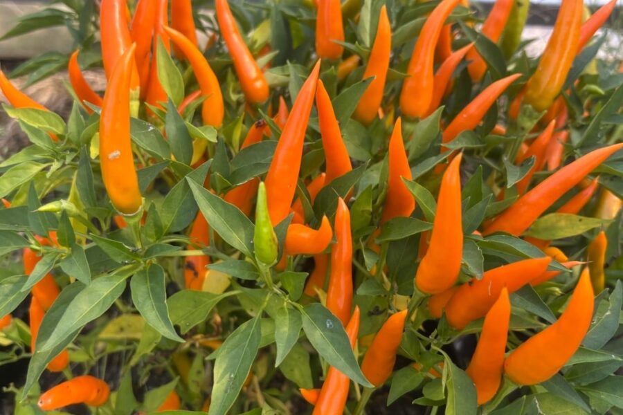 Orange Cha Cha-chilifrukter på busken
