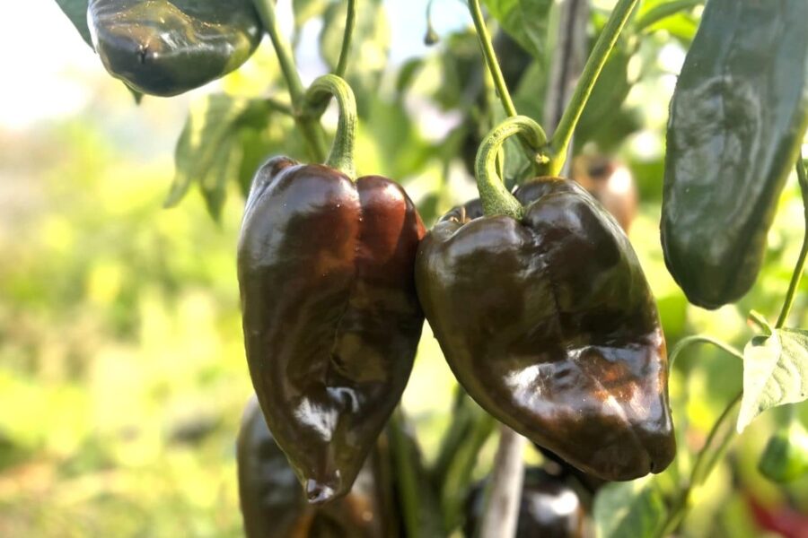Mörkgröna Ancho Poblano-frukter redo för skörd
