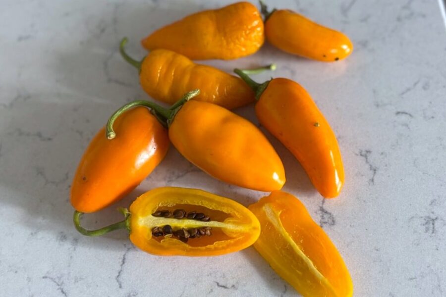 Orange Rocoto Turbo Pube-frukter med tjockt fruktkött