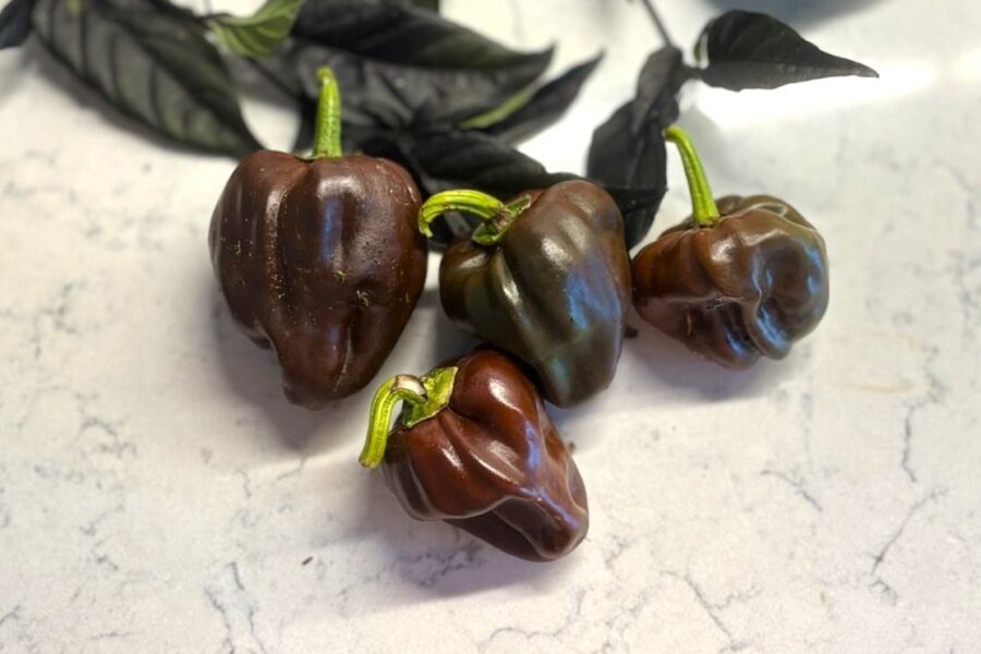 Torkade mörkbruna Chile de Onza-frukter