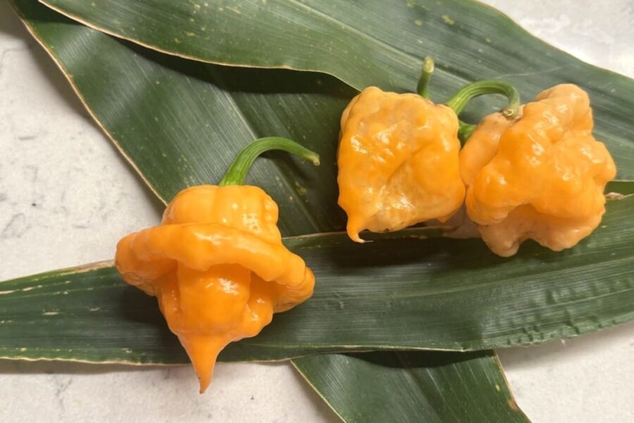 Mogna persikofärgade KS Peach StarrKist-chilifrukter