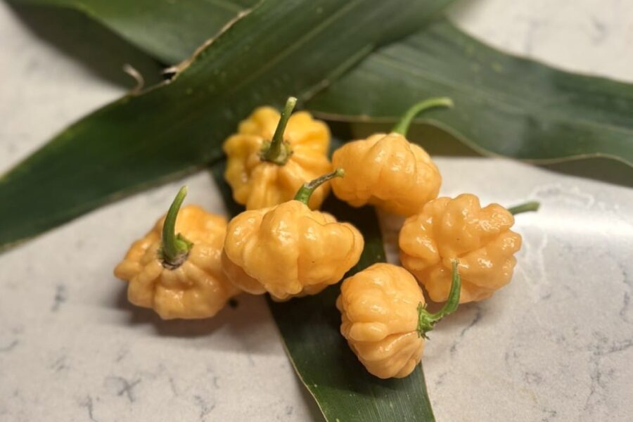 Orange Goat Brains-frukter med grynig hjärnliknande yta