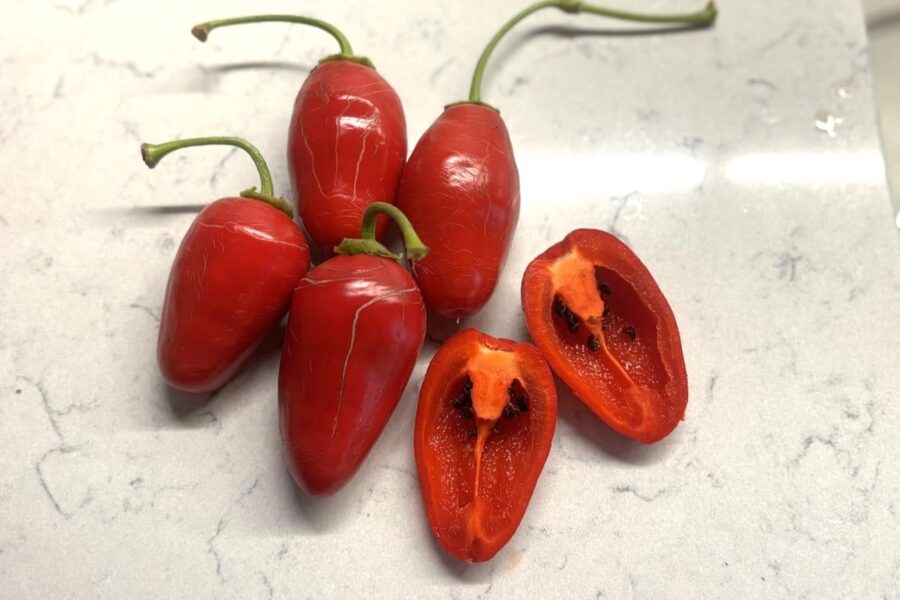 Röda Rocoto Montufar-frukter med avlång hjärtform