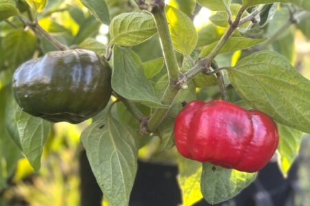 Rocoto Arequipa Giant