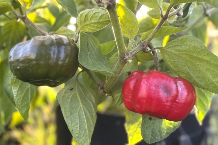 Stora röda Rocoto Arequipa Giant-frukter med typisk rocoto-form