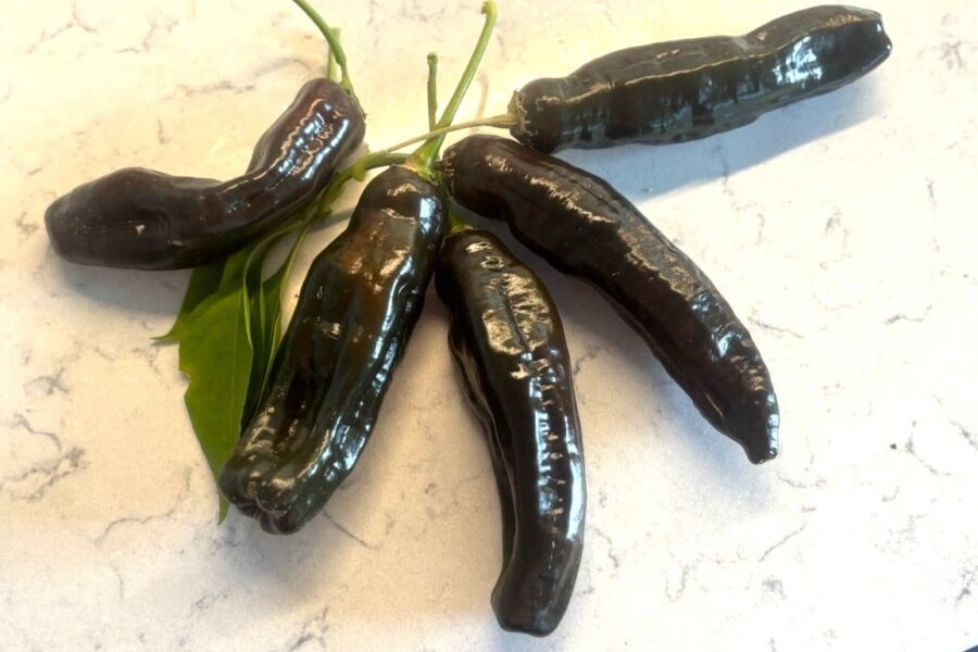 Mörkröda Aji Panca-chilifrukter