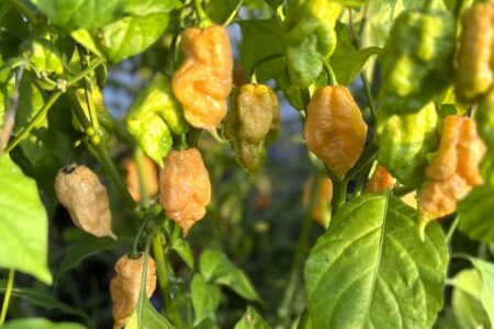 Trinidad Moruga Scorpion Peach