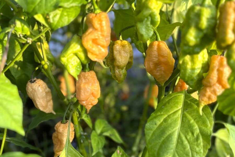 Persikofärgade Trinidad Moruga Scorpion-frukter med skorpionsvans