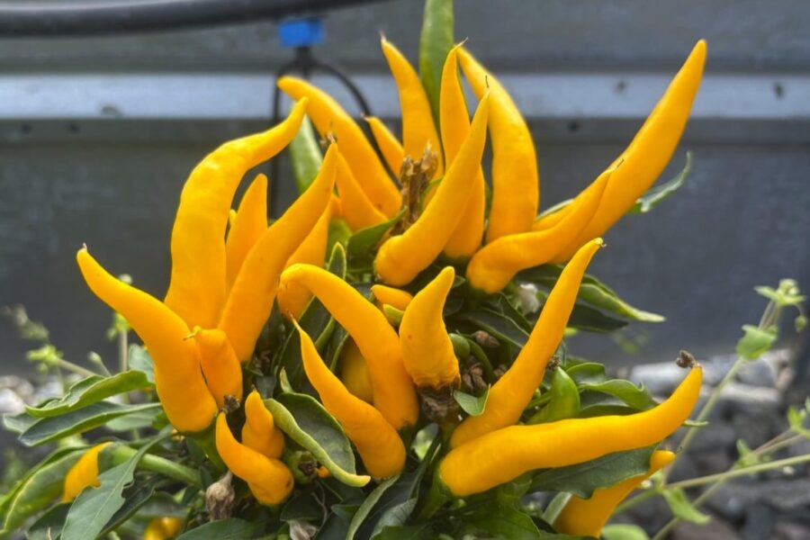 Gröna Maya Sunrise-chilifrukter som mognar på plantan