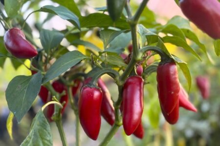 Jalapeno Conchos