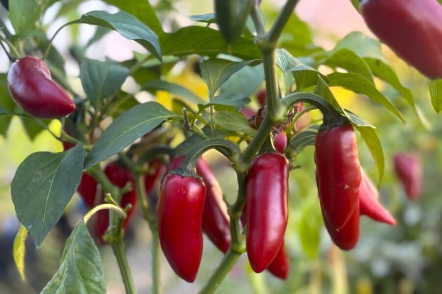 Stora gröna Jalapeno Conchos-frukter
