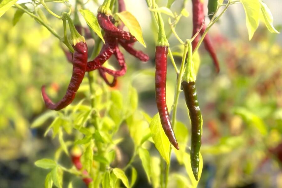 Torkade röda Byadgi-chilifrukter från Indien