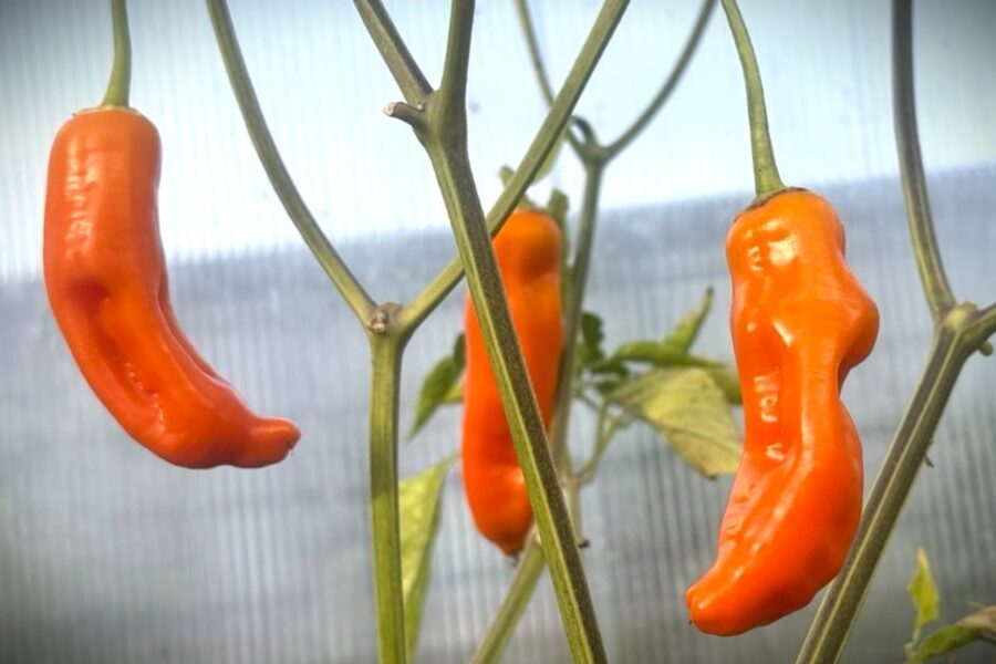 Orange Aji Francos-frukter från Peru