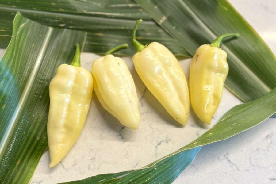 Cremevita Fatalii White-frukter med spetsig form