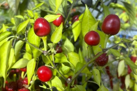 Aji Cereza