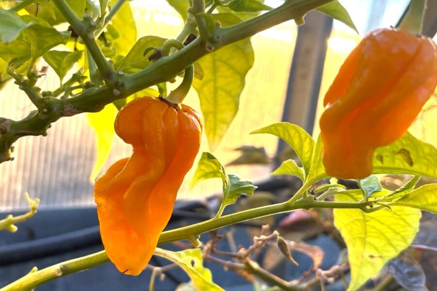 Gula Aji Umba Yellow-frukter från Suriname