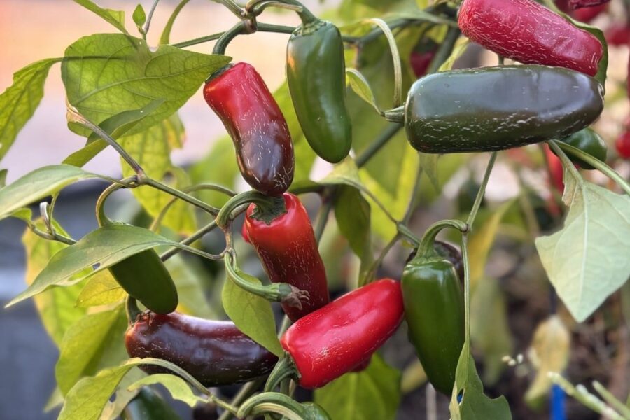 Gröna Jalapeno M-frukter redo för skörd
