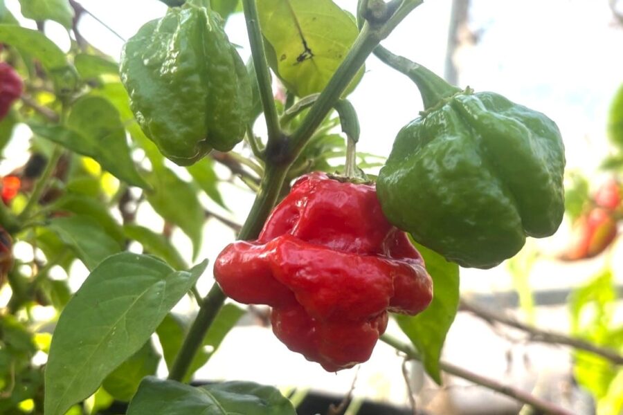 Djupt röda KS Scarlet Rose-chilifrukter