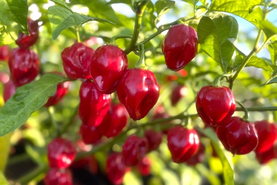 Röda mogna Habanero Red Carribean-frukter