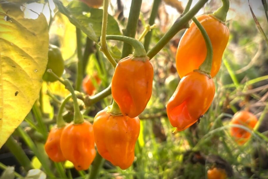 Orange Datil-chilifrukter från Florida