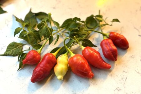 Aji Omnicolor x Aji White Fantasy